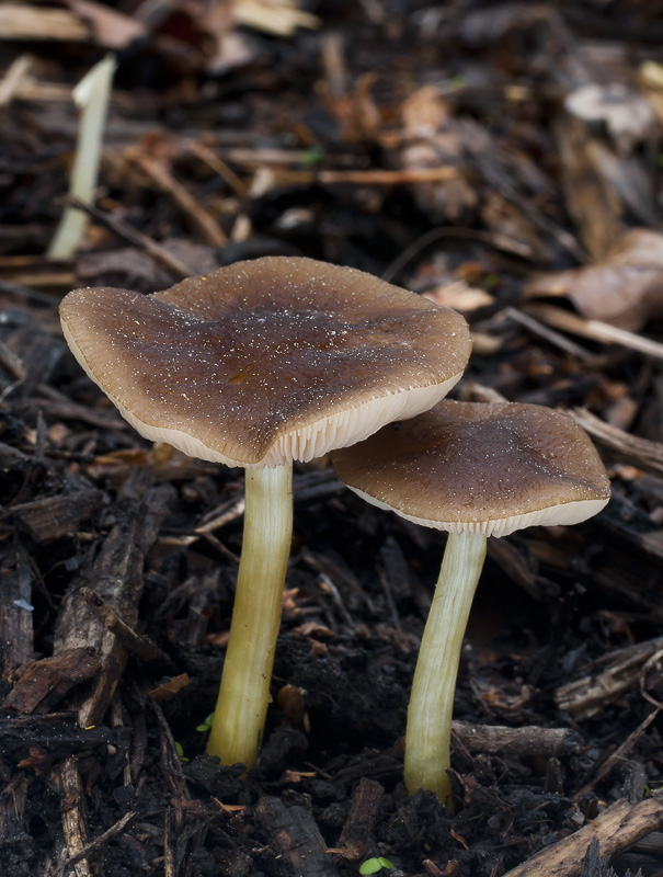 Pluteus romellii